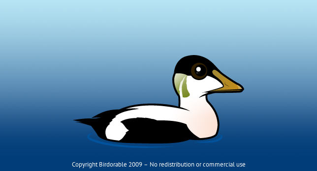 Birdorable Common Eider 