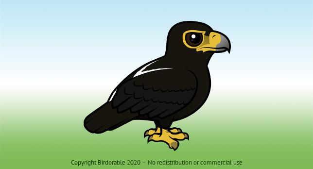 Birdorable Verreaux’s Eagle 