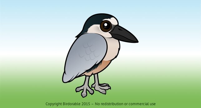 Birdorable Boat-billed Heron 