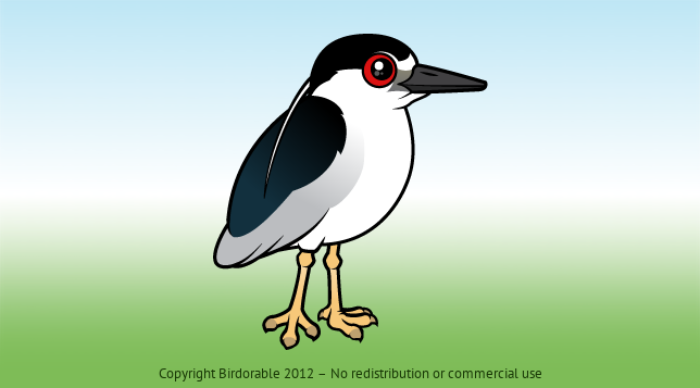 Birdorable Black-crowned Night Heron 