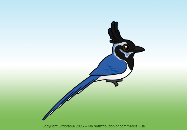 Birdorable Black-throated Magpie-Jay 