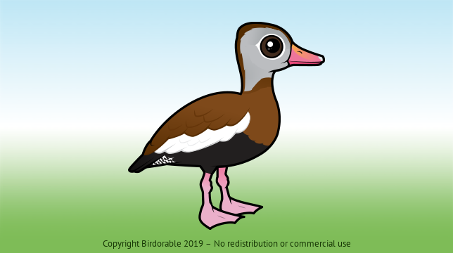 Birdorable Black-bellied Whistling-Duck 