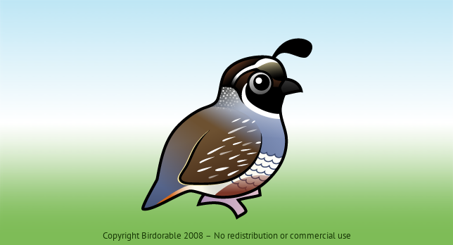 Birdorable California Quail 