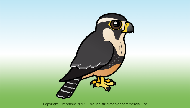 Birdorable Aplomado Falcon 