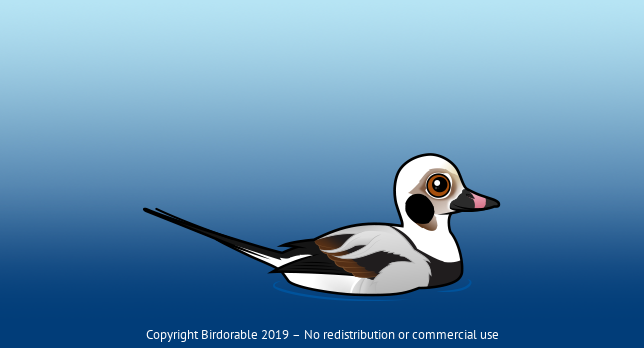 Birdorable Long-tailed Duck 