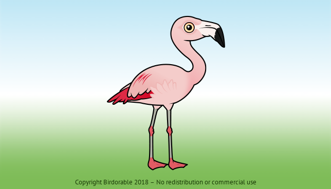 Birdorable Chilean Flamingo 
