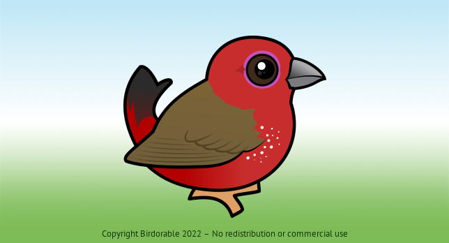 Birdorable African Firefinch 