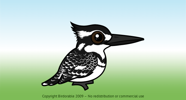 Birdorable Pied Kingfisher 