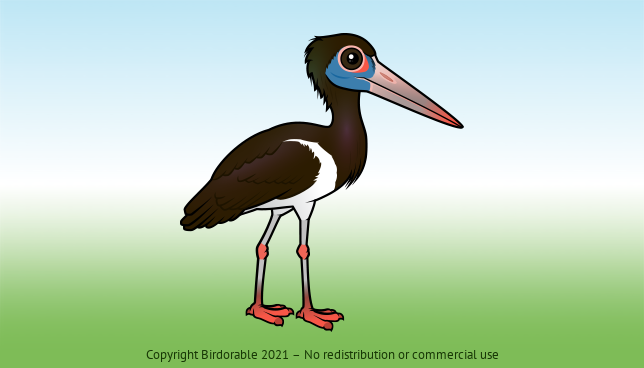 Birdorable Abdim's Stork 