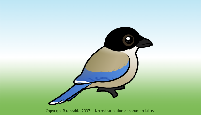 Birdorable Iberian Magpie 