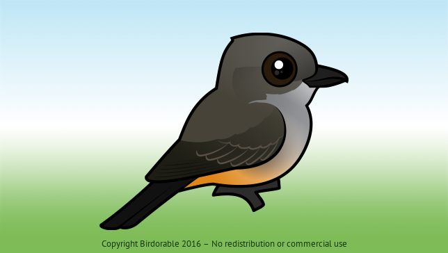 Birdorable Say's Phoebe 