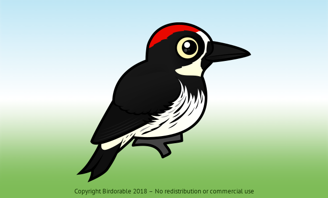 Birdorable Acorn Woodpecker 