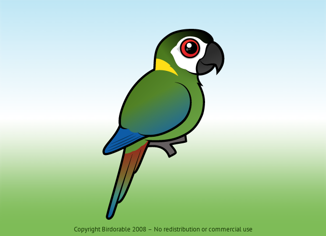Birdorable Golden-collared Macaw 
