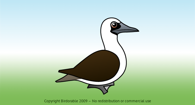 Birdorable Peruvian Booby 