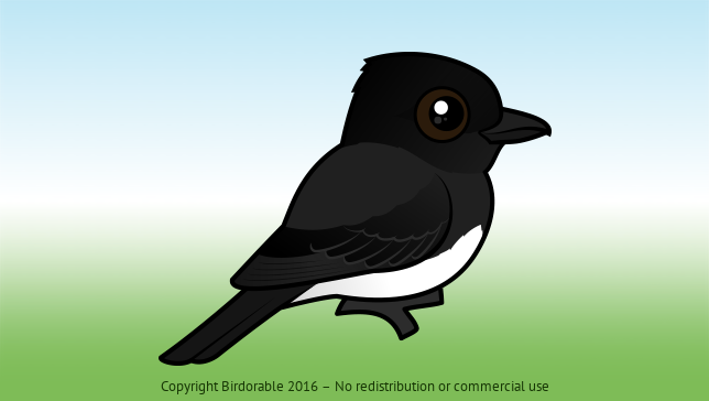 Meet the Black Phoebe: The Water-loving Flycatcher | Birdorable