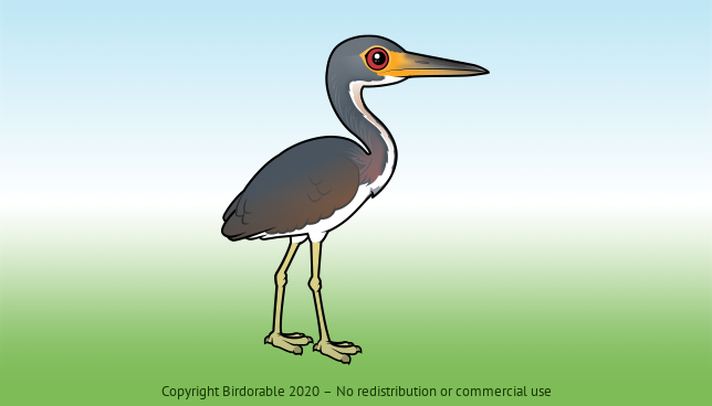 Birdorable Tricolored Heron 
