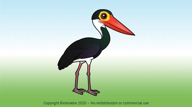 Birdorable Storm's Stork 