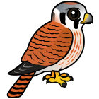Thumbnail of Birdorable American Kestrel Female