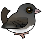 Thumbnail of Birdorable Dark-eyed Junco Female