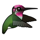 Thumbnail of Birdorable Anna's Hummingbird In Flight
