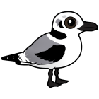 Thumbnail of Birdorable Black-legged Kittiwake 1st Winter