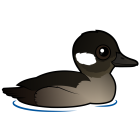 Thumbnail of Birdorable Bufflehead Female