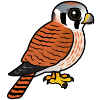 American Kestrel