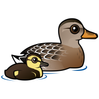 Mallard