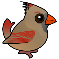 Northern Cardinal