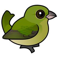 Painted Bunting
