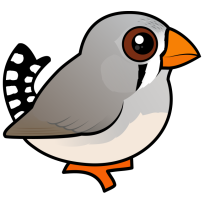Zebra Finch