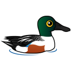 Thumbnail of Birdorable Northern Shoveler Male