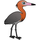 Thumbnail of Birdorable Reddish Egret Dark Morph