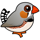 Thumbnail of Birdorable Zebra Finch Male