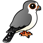Thumbnail of Birdorable African Pygmy Falcon Male