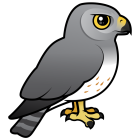 Thumbnail of Birdorable Northern Harrier Male