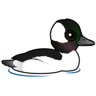 Thumbnail of Birdorable Bufflehead Male