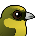 Birdorable Akekee