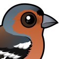 Birdorable Common Chaffinch
