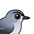 Birdorable Blue-gray Gnatcatcher