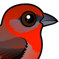 Birdorable Hepatic Tanager