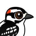 Birdorable Downy Woodpecker