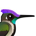 Birdorable Marvelous Spatuletail