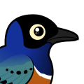Birdorable Superb Starling
