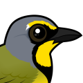 Birdorable Bokmakierie