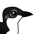 Birdorable Scripp's Murrelet