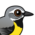 Birdorable Grey Wagtail