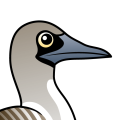 Birdorable Blue-footed Booby