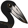 Birdorable African Openbill