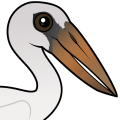 Birdorable Asian Openbill